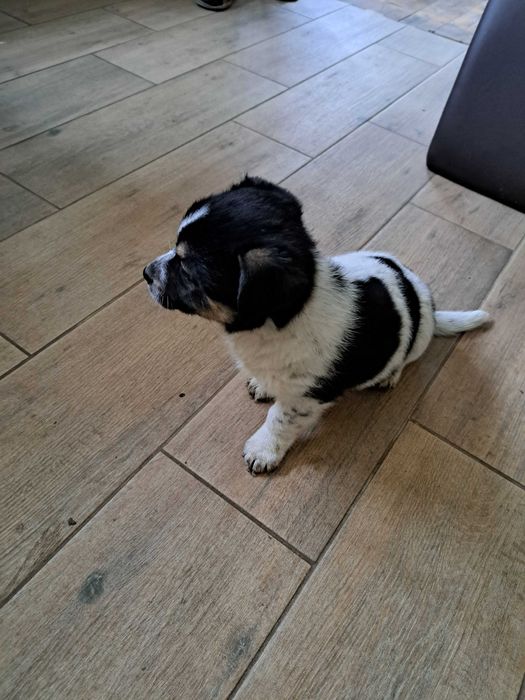 Szczeniaki na wydanie