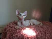 Devon rex cudowny kociak