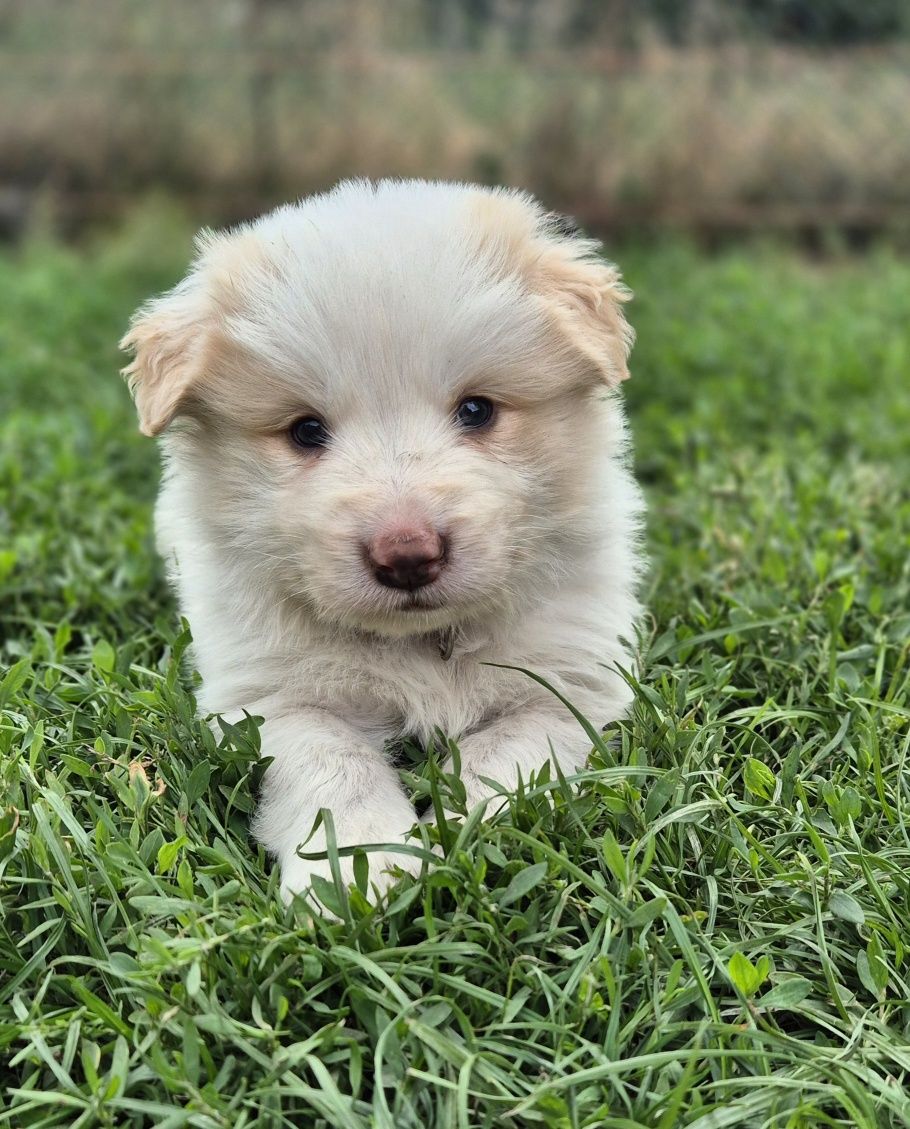 Piesek border collie ee red