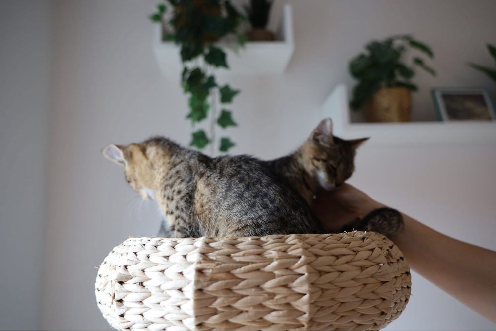 Feniks i Uno kot koty kociaki kotki do adopcji oddam za darmo