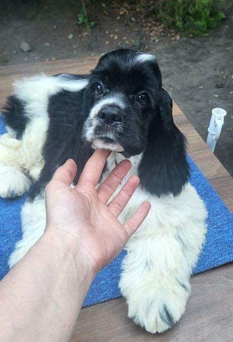 Szczenięta amerykańskiego cocker spaniela FCI