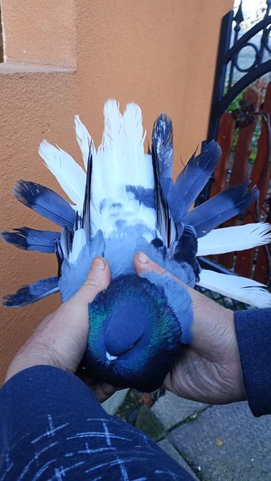 Sprzedam gołębie orlik polski