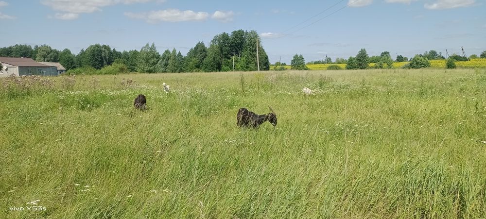 Продається дійна коза