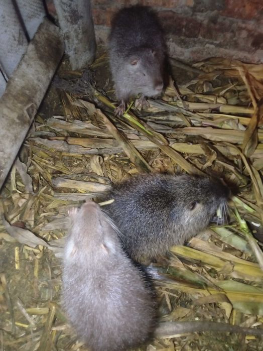 Продам м'со домашніх нутрий