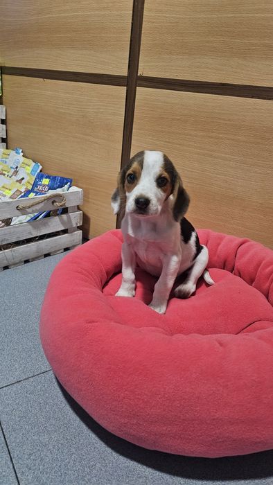 Beagle tricolor fêmea