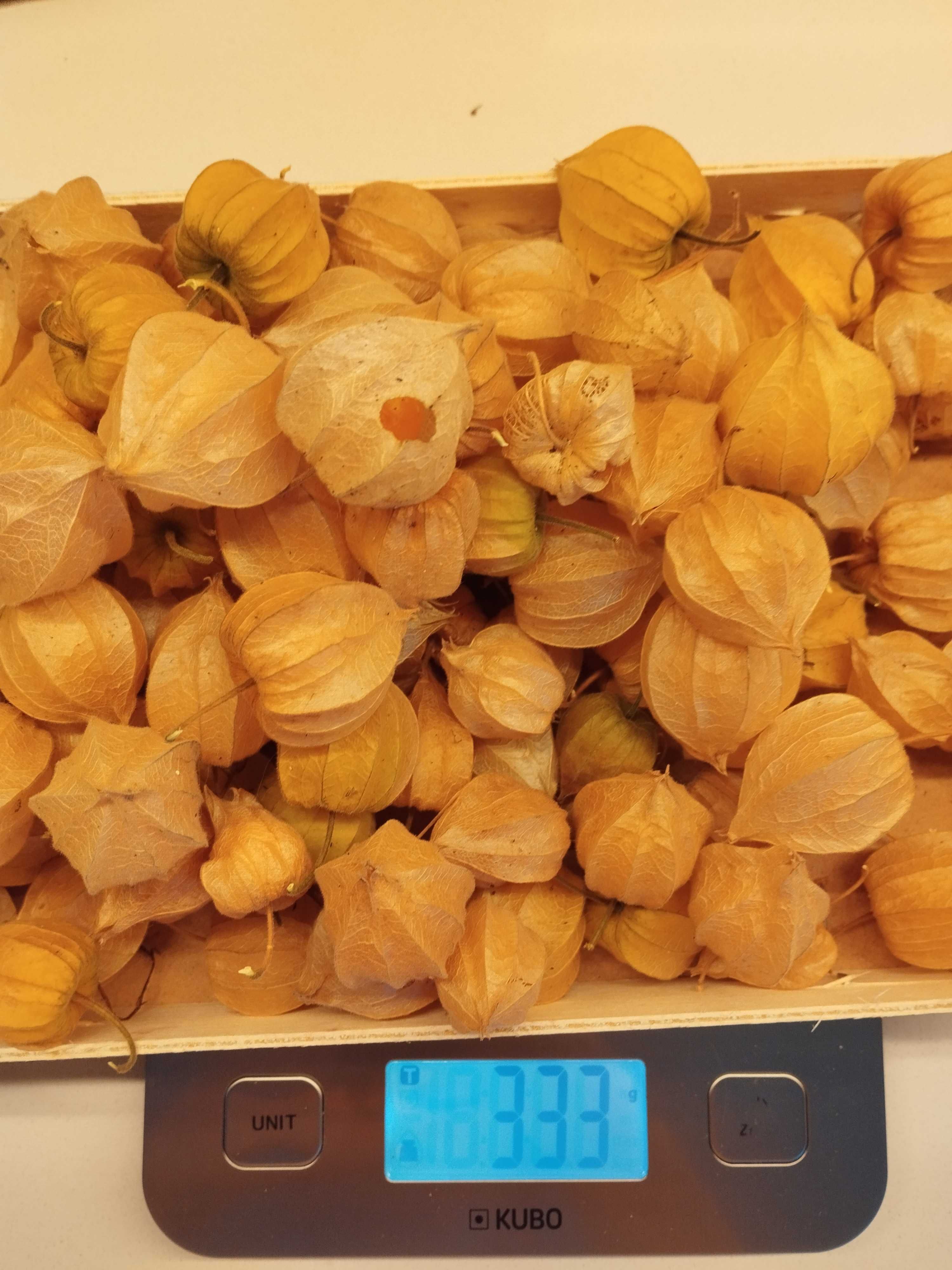 Physalis/ Fisalis fruto 333gr - colhido a 14/07/2025