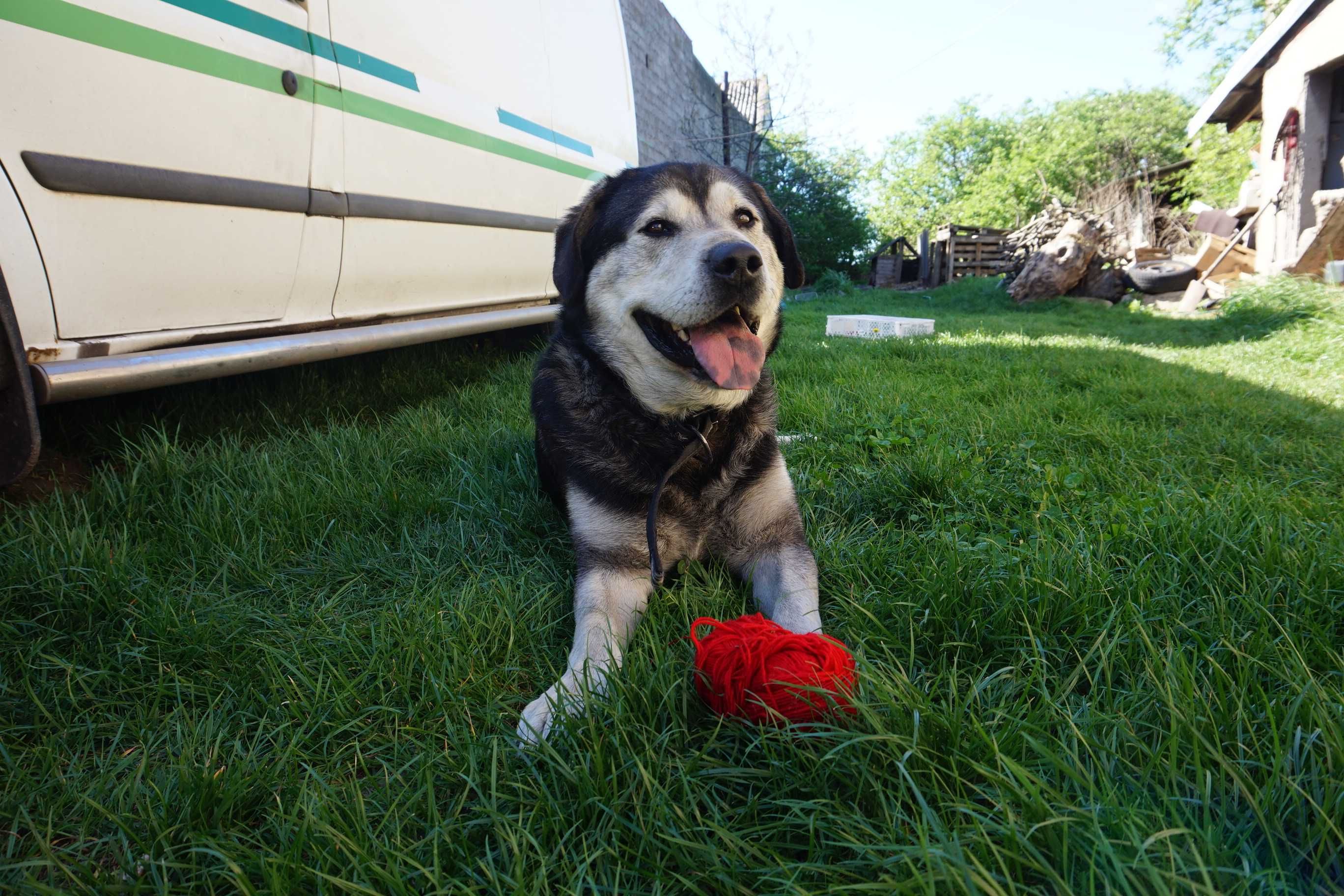 Mieszaniec husky i labradora szuka kochajacej rodziny