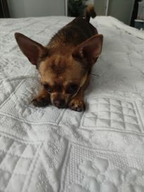 Dorosły pies rasy Chihuahua