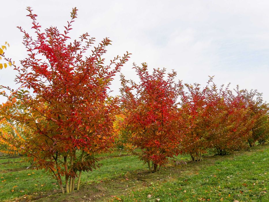 Lagerstremia, Bez Południa, mrozoodporna! B. duże okazy!
