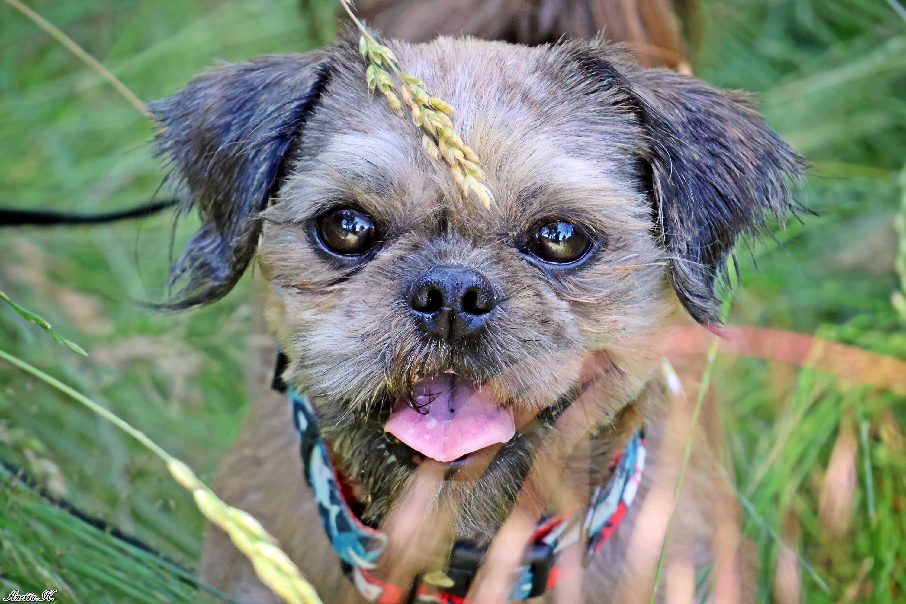 Młody pies shih tzu