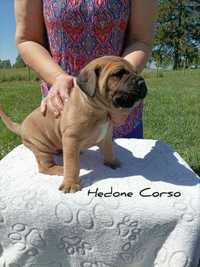 Cane Corso Italiano- pies