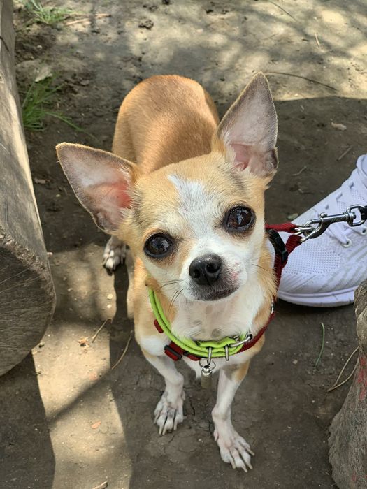 Вязка  чихуа-хуа