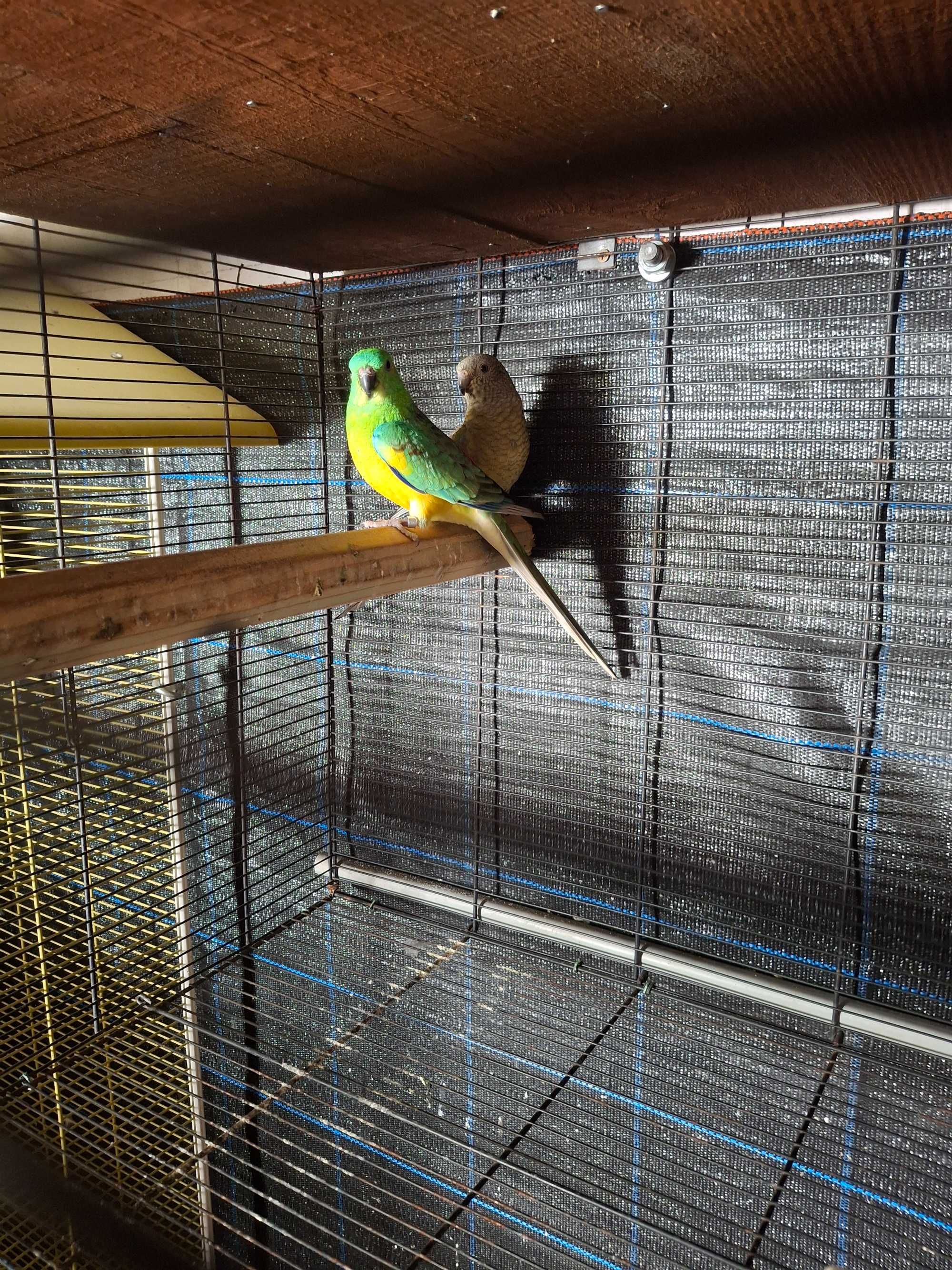 Casal de red rumped reprodutores