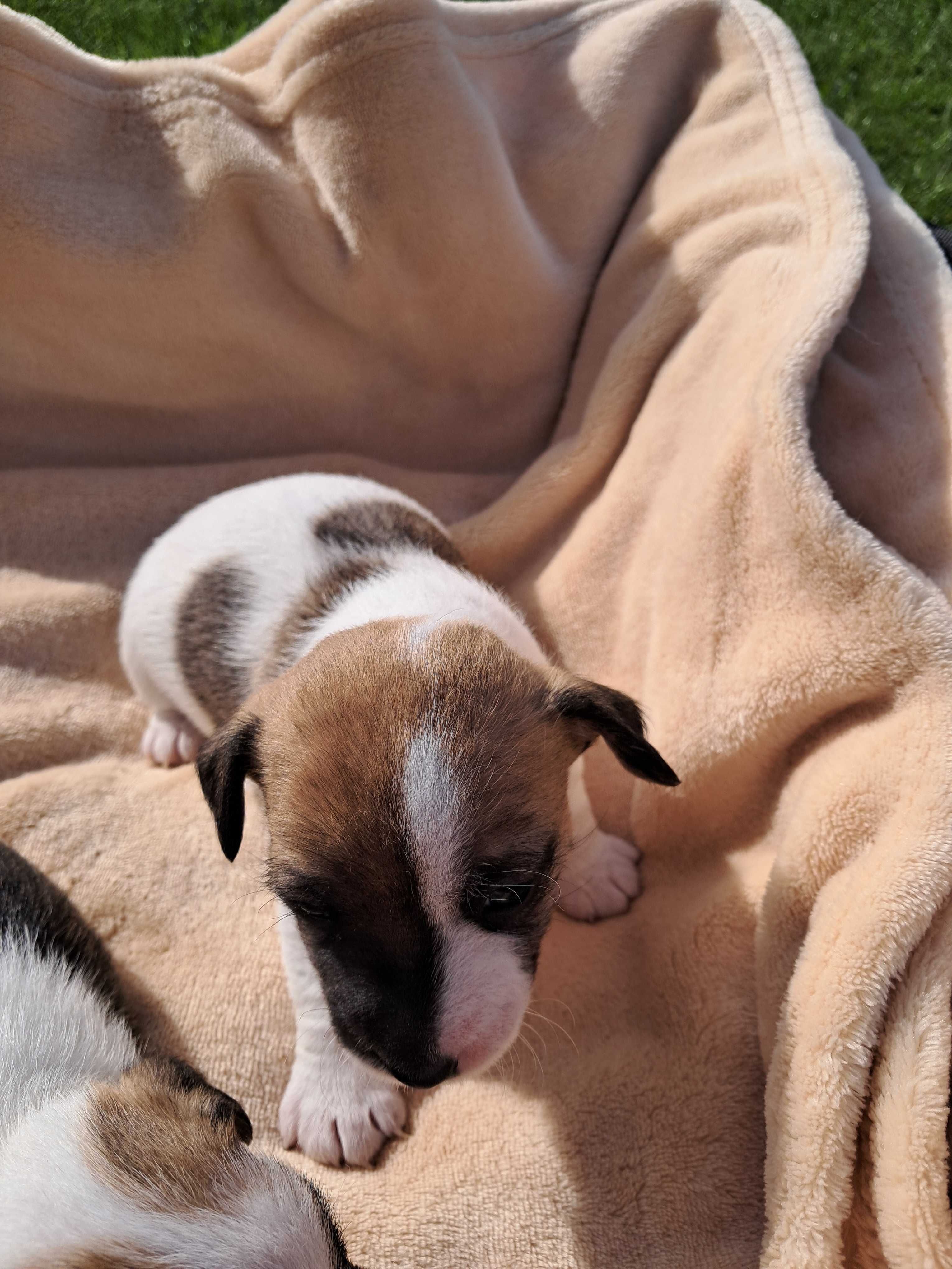 Jack Russell Terrier piesek