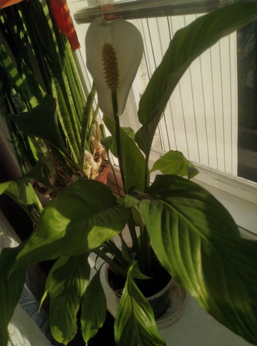 Кімнатні рослини