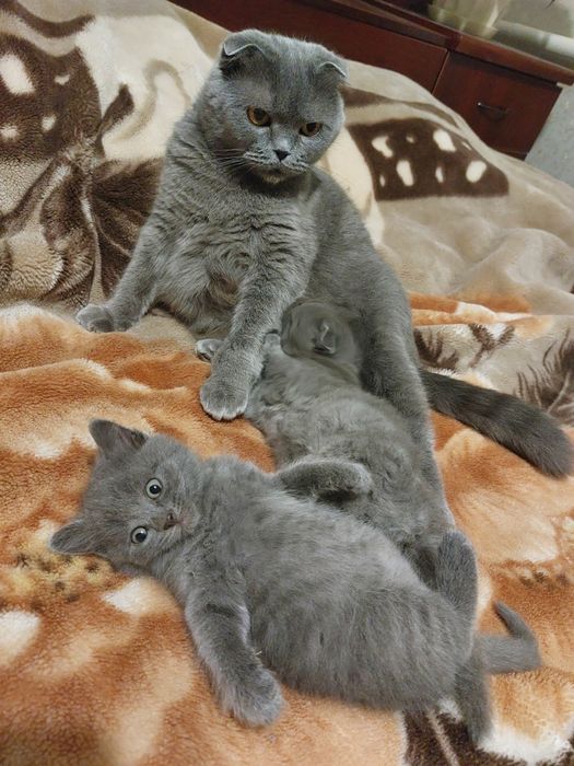 Кошенята висловухі, прямовухі