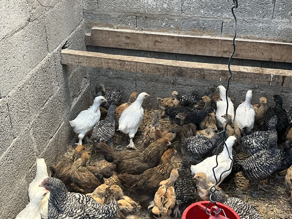 Pintos e frangos de varias raças