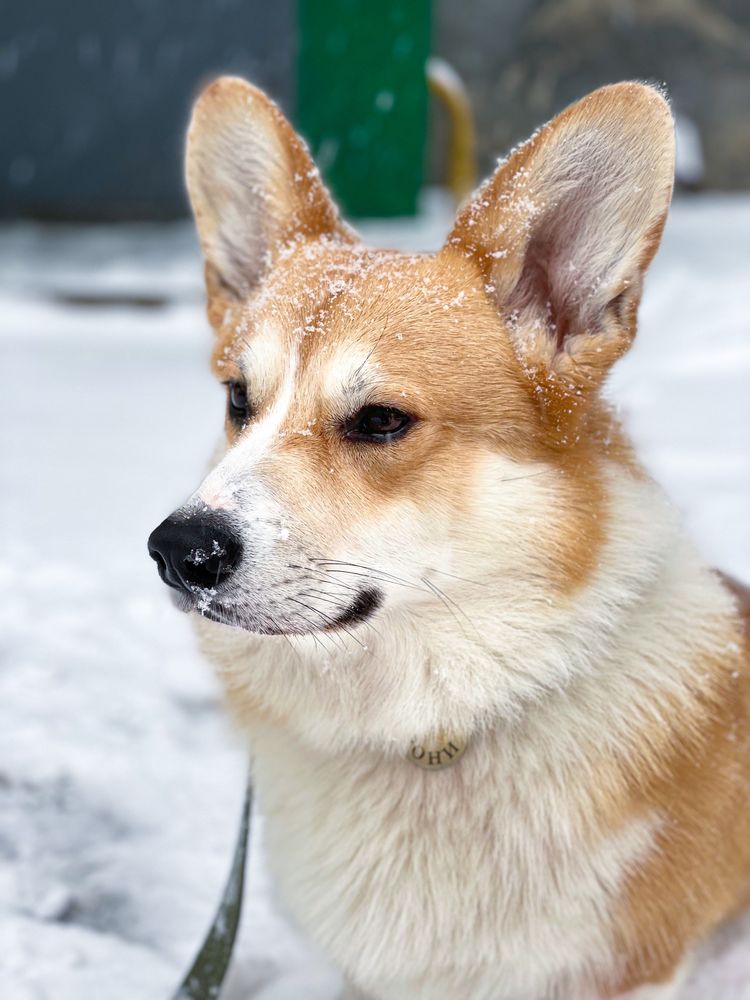 Вязка Вельш Корги Пемброк