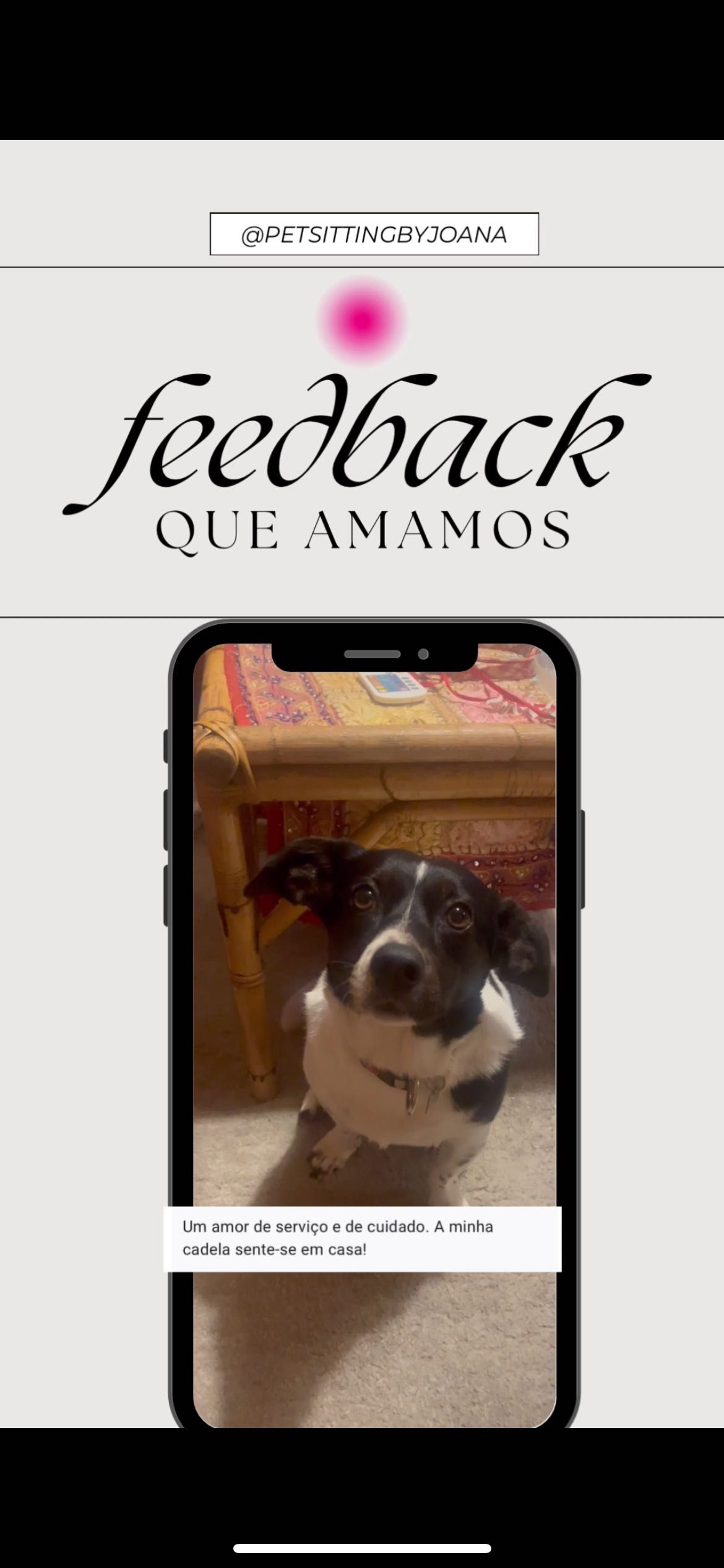 Pet Sitting/ estadias, passeios, visitas