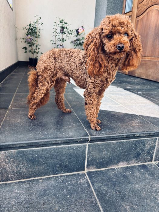 Maltipoo hybryda maltańczyk-pudel toy chłopiec