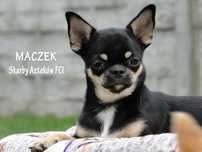 Wyjątkowej urody piesek krótkowłosy - Chihuahua - ZKwP/FCI