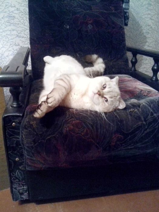 Потерялся кот, вислоухий, очень давно