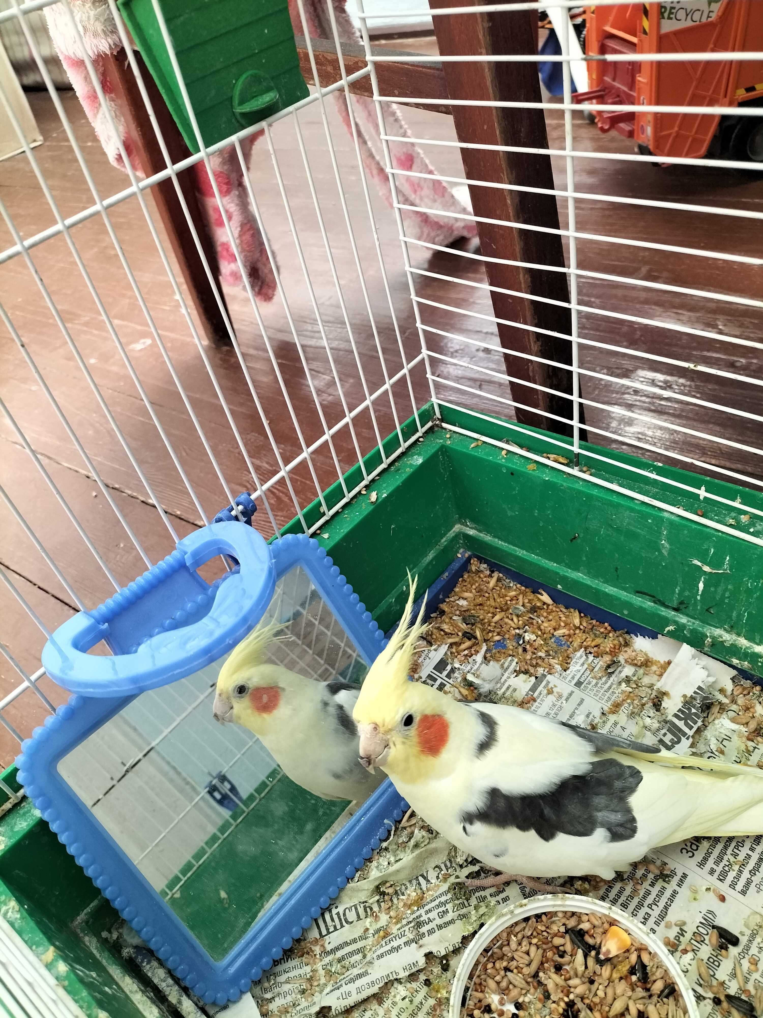 Продам клітку для папуг