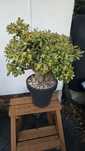 Grubosz Crassula Hummel's Ghost
