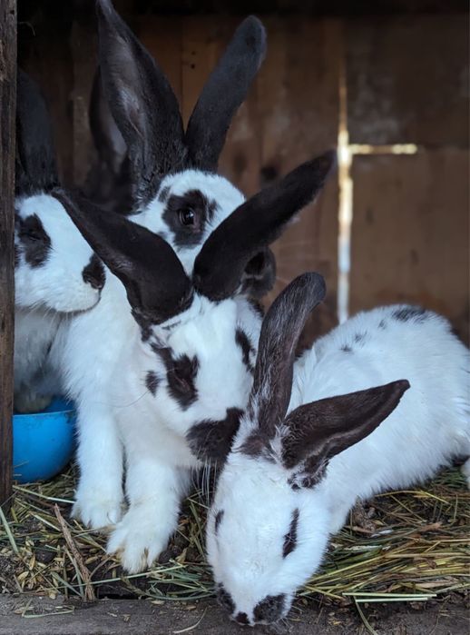 Кролі різного віку різних порід