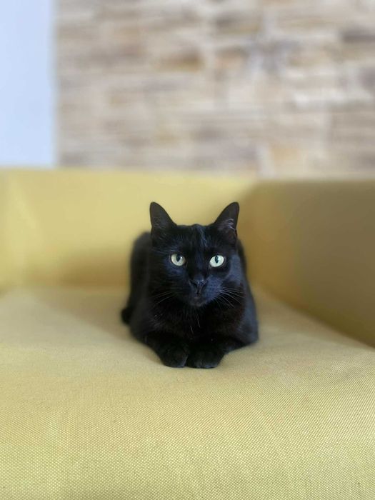 Sana szuka domu! Fundacja "Stawiamy na Łapy"