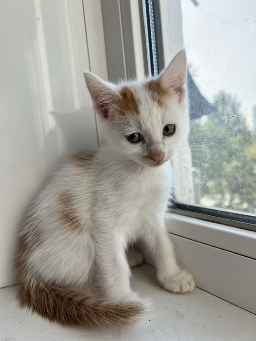 Кошенята у добрі руки