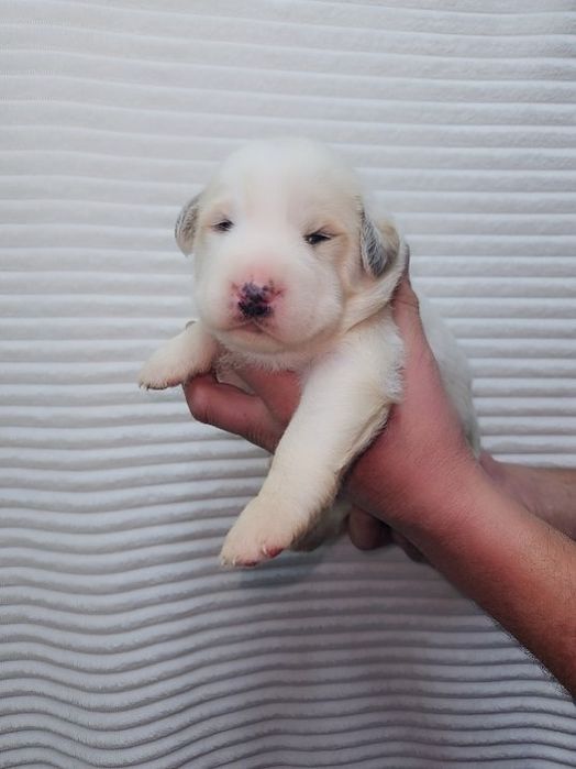 Owczarek środkowoazjatycki