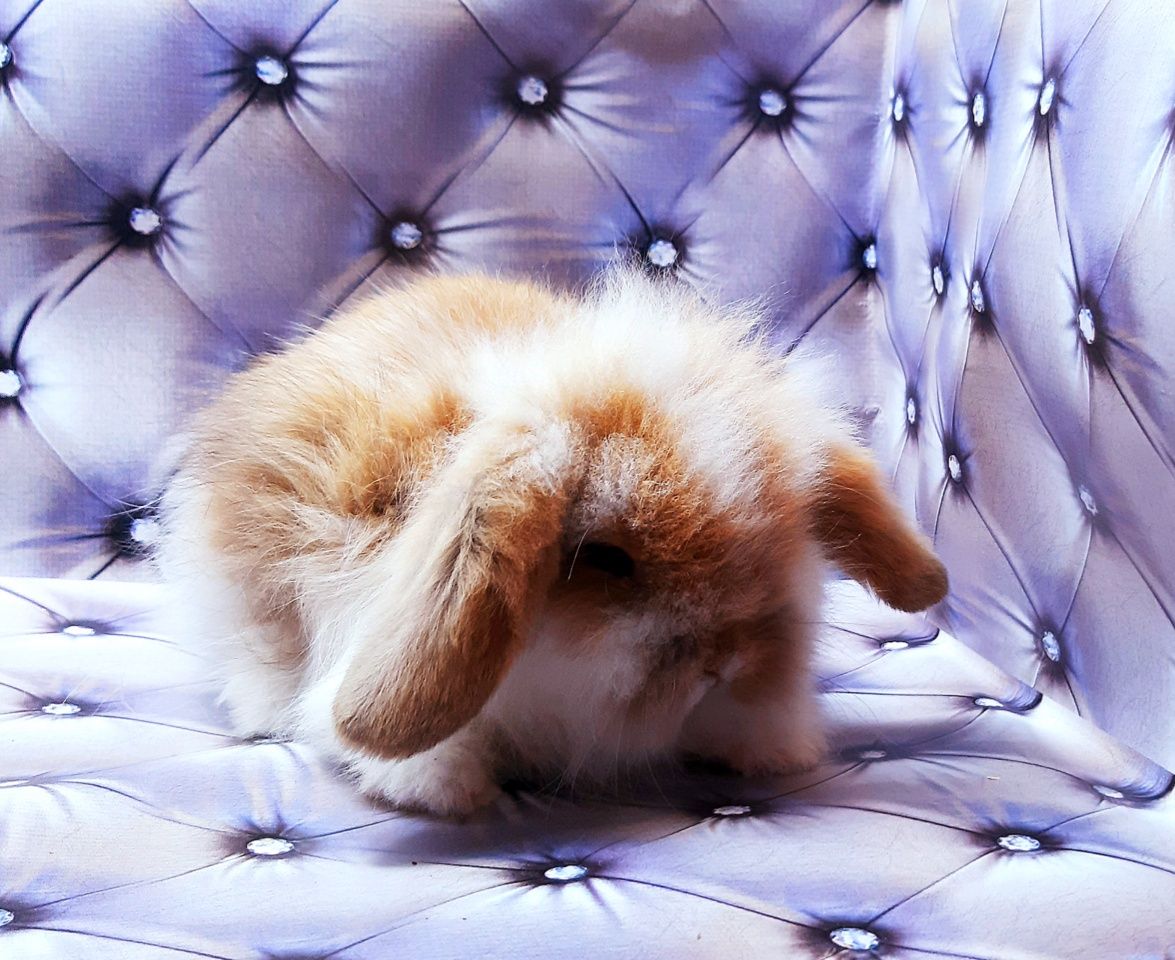 Карликовые супер мини кролики декорат.торчеухие и вислоухие крольчата