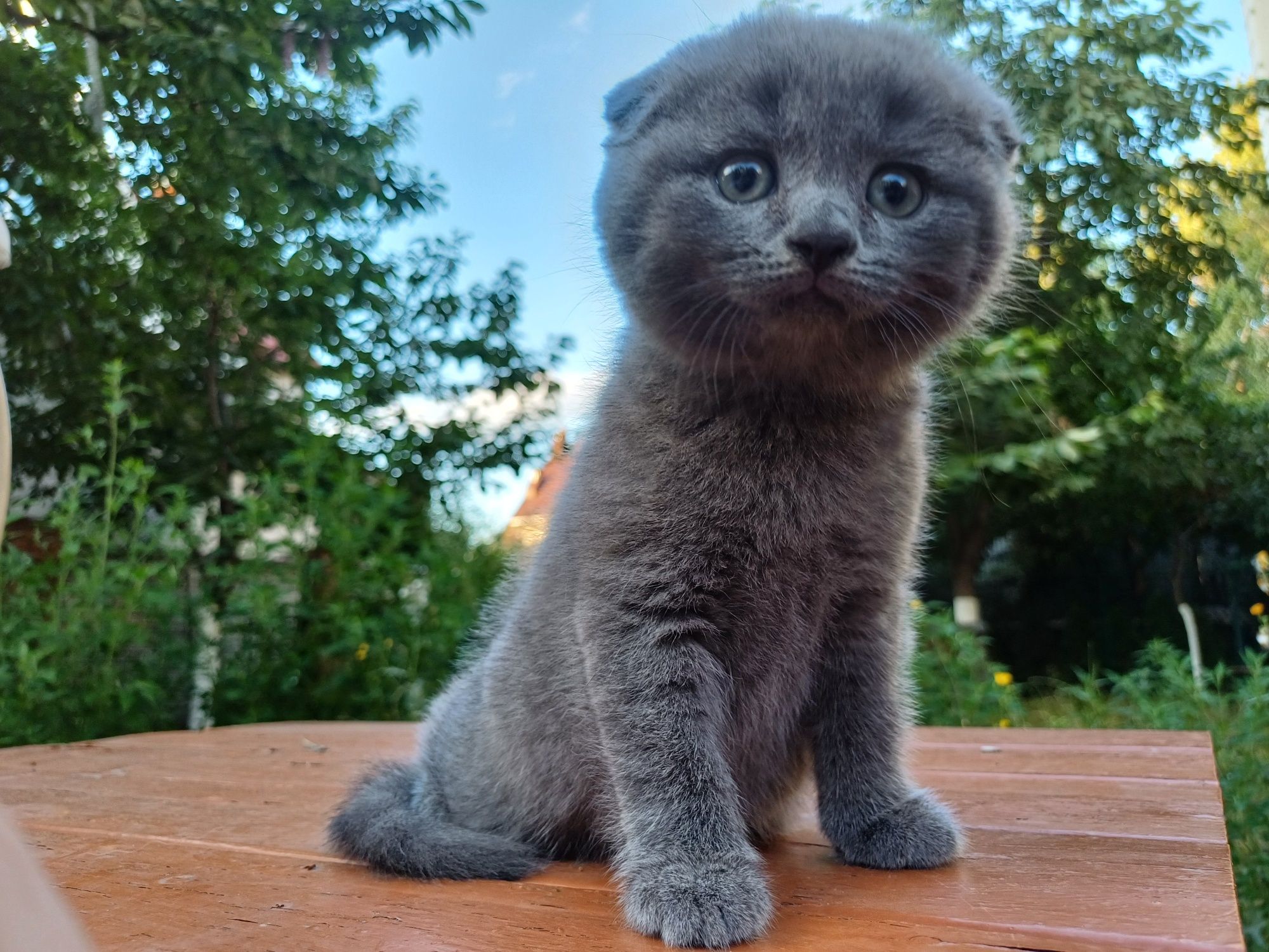 Котята британсы/кошенята британці