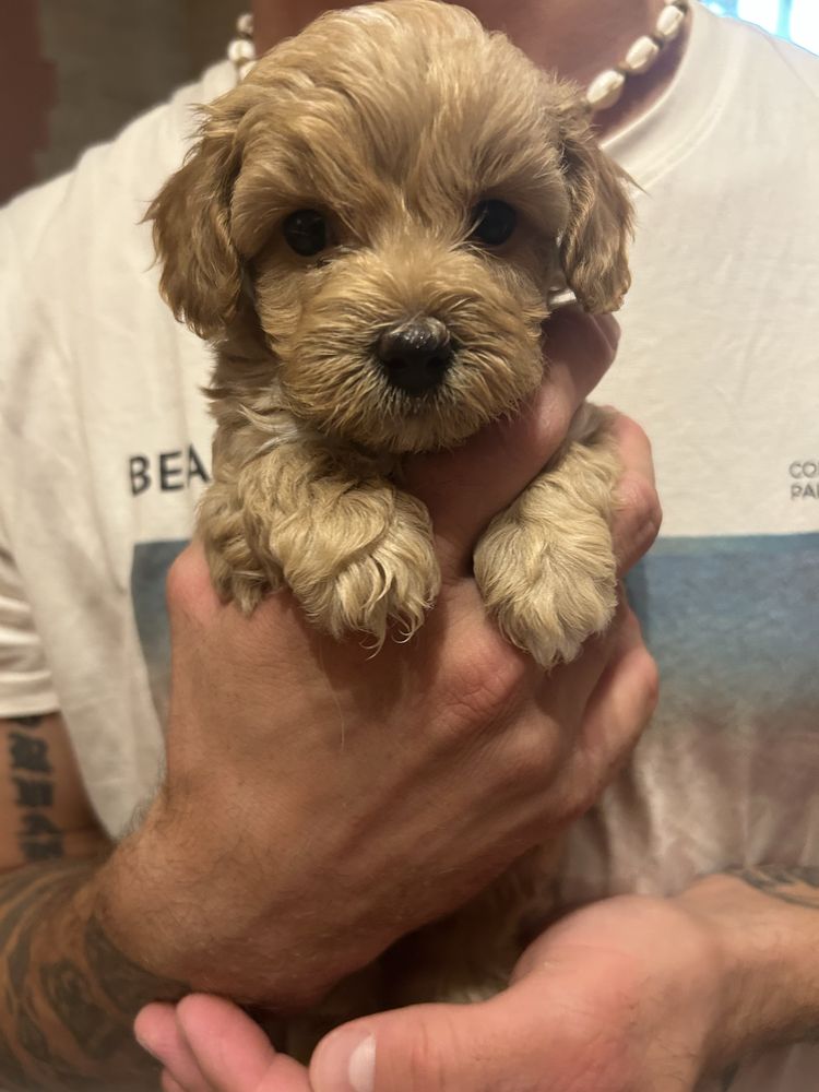 Piesek maltipoo F1