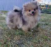 Szpic pomeranian