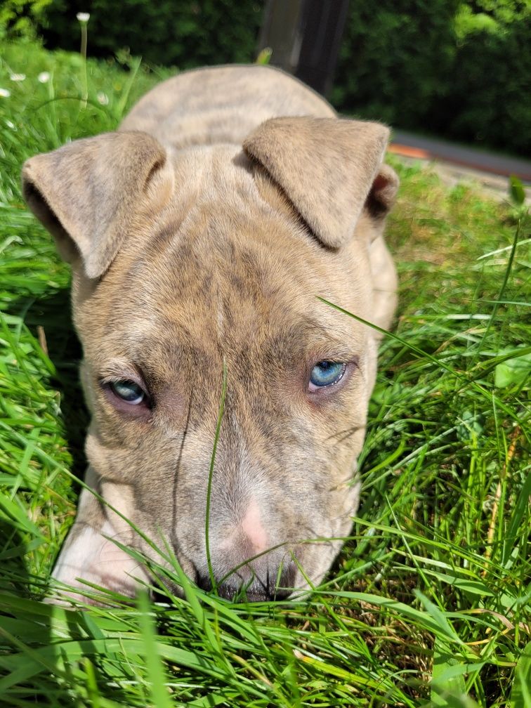 Piesek Amstaff piesek szczeniak ZAREZERWOWANY