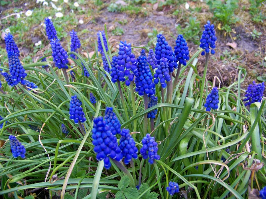 Мускарі - весняна прикраса вашого саду