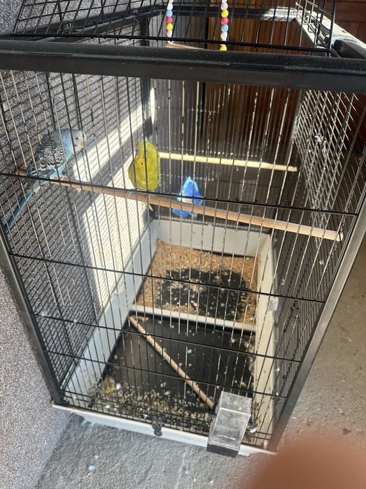 Dwie papugi faliste z duża klatką zestaw