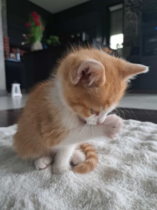 2 male kotki rudo biale