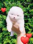 Szpic miniaturowy - pomeranian