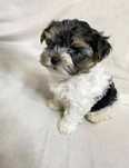 Piesek Yorkshire Terrier Biewer