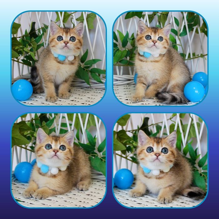 Золоті британські кошенята