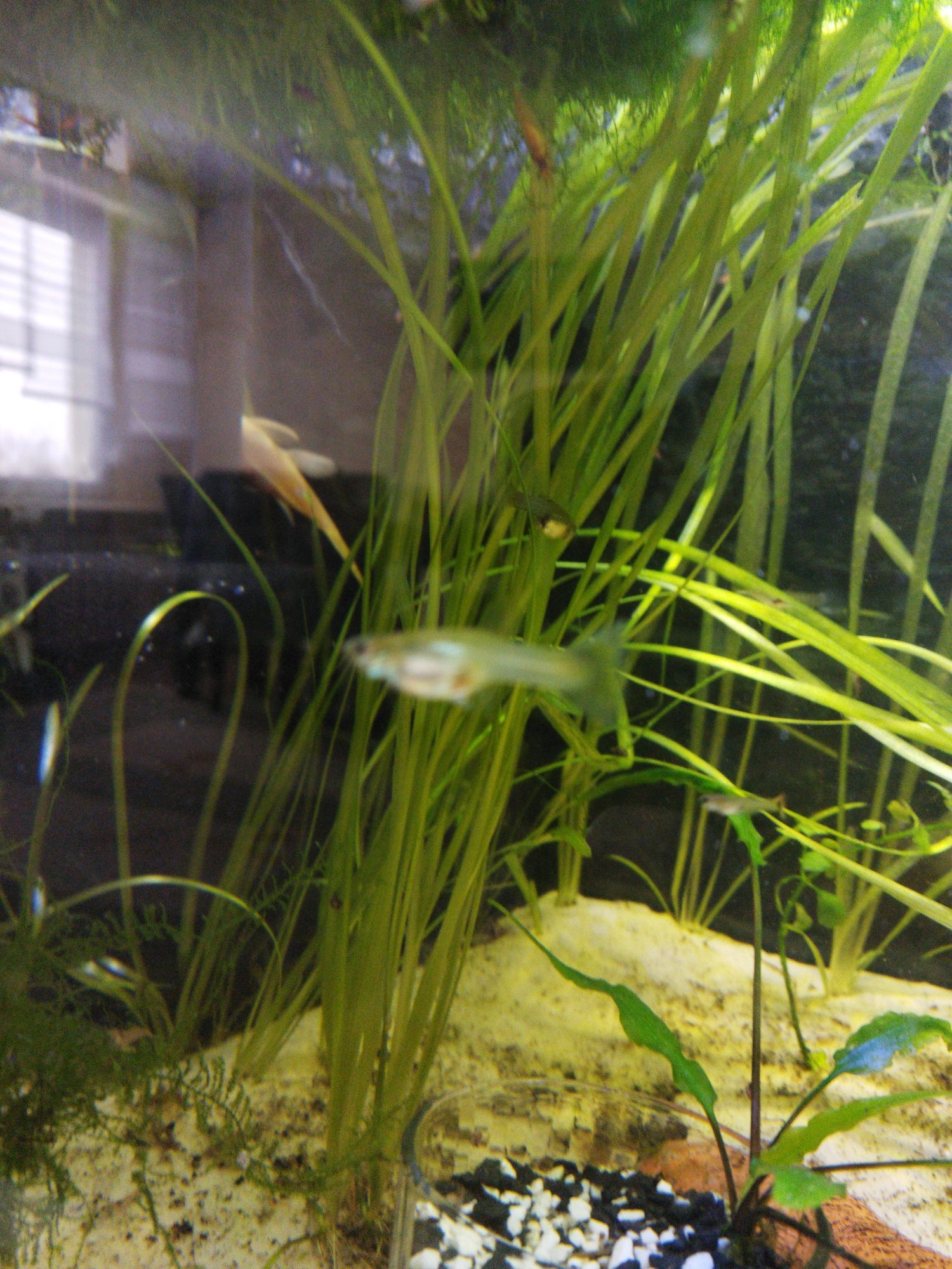 Trawka nurzaniec