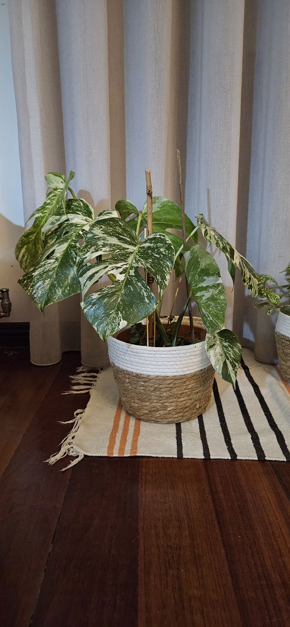 Monstera Variegata Albina