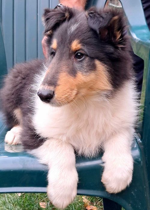 Gotowy do odbioru*Szczeniaczek Owczarek Szkocki Collie