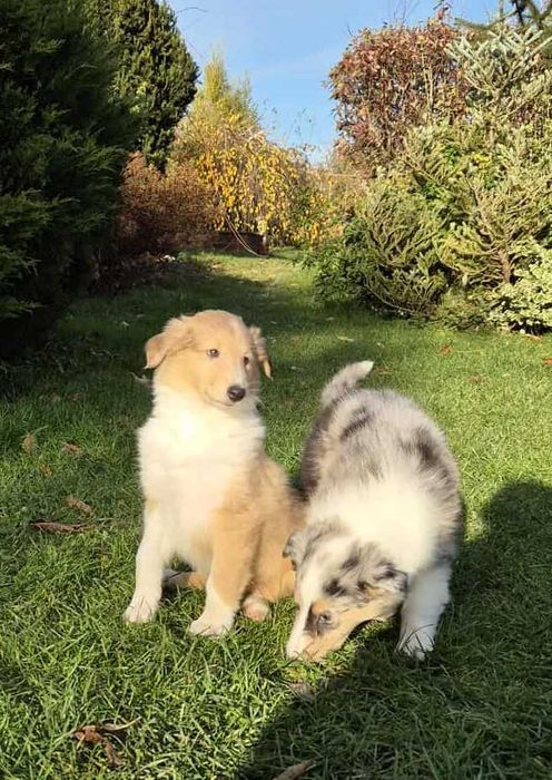 Owczarek szkocki długowłosy Collie, szczeniak gotowy do odbioru