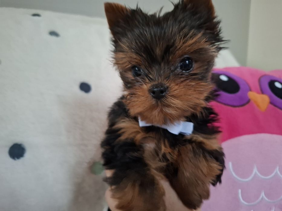 Yorkshire Terrier piesek Fikus