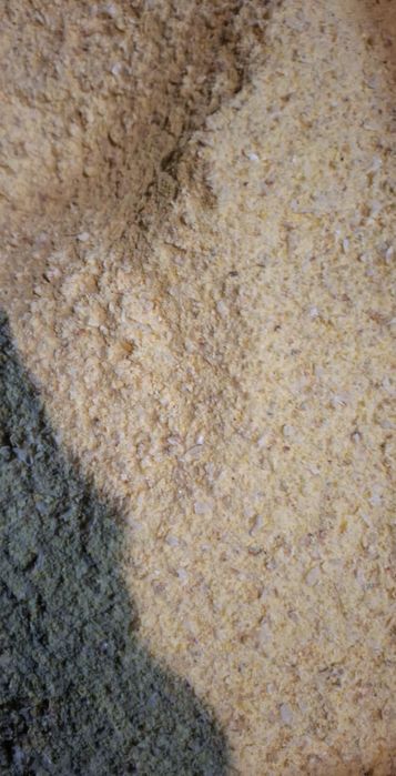 Sprzedam kukurydzę ccm