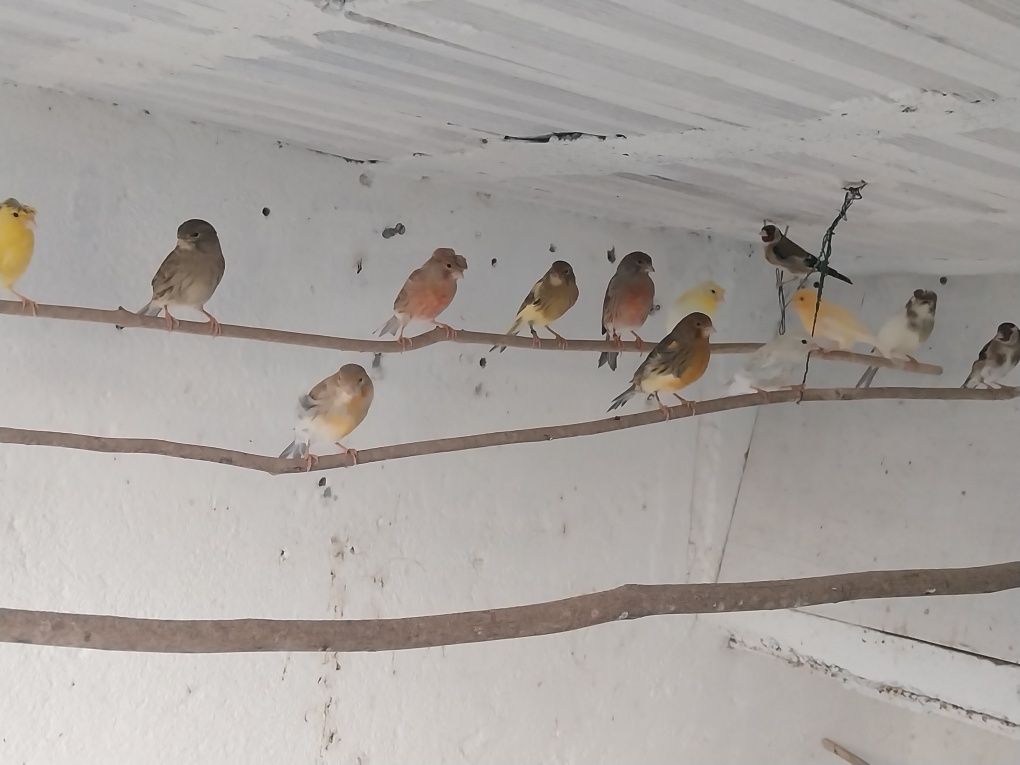 Canarios machos e fêmeas